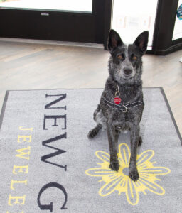 Mischief the Blue Heeler shop dog at your service